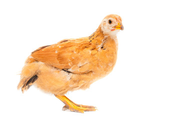 Portrait of an orange chick on a white background