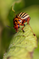 Colorado beetle on the leaves of potatoes