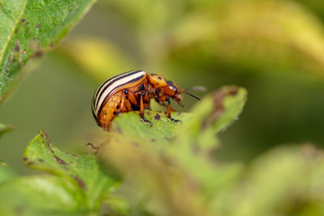Colorado beetle on the leaves of potatoes
