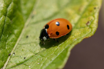 A ladybug on the leaves of a plant
