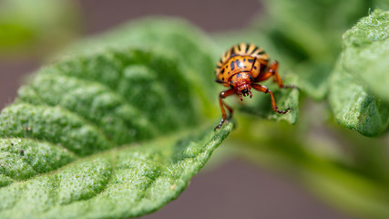 Colorado beetle on the leaves of potatoes