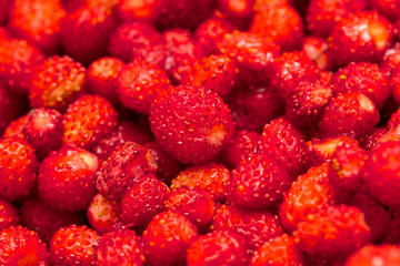 Red ripe strawberry from the forest as a background