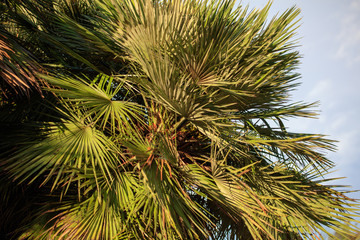 Palm leaves against the blue sky in the tropics