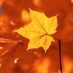 Leaves on a tree in autumn as a background