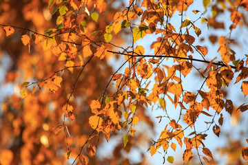 Leaves on a tree in autumn as a background