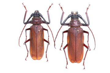 Bandar pascoei （Macrotoma fisheri ）-a Cerambycidae Longhorn beetle