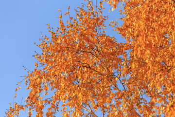 Red leaves on birch trees in autumn