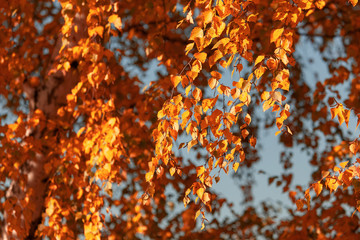 Red leaves on birch trees in autumn