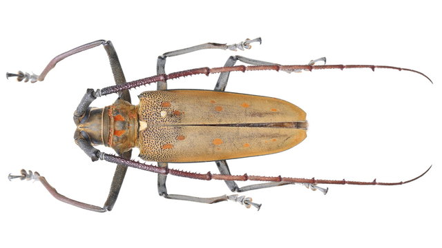 Batocera numitor-a Cerambycidae Longhorn beetle