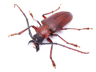 Dorysthenes granulosus-a Cerambycidae Longhorn beetle