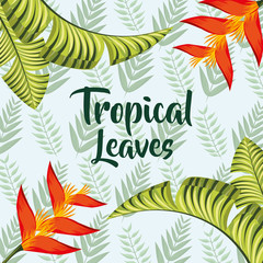 Fototapeta na wymiar tropical leaves nature