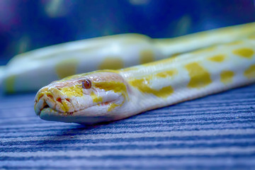 Fototapeta premium Albino burmese python is curled up. Its pet tame.
