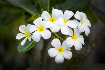 Flower is very fresh and beautiful in summer season. Many colour of flower such as red,yellow,white,purple,pink around park or garden.