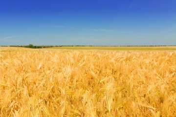 Golden Barley / Wheat Field