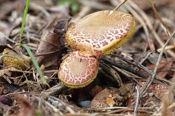 mini Ziegenlippe