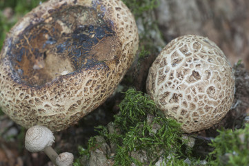 Common earthball mushroom