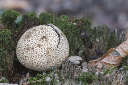 Common earthball mushroom