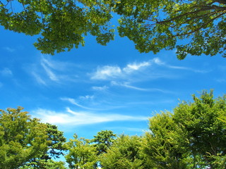 Fototapeta premium 公園のケヤキと秋の空