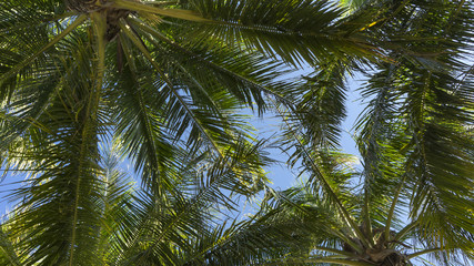 Fototapeta na wymiar Palm leaves, palm trees on the island of Cham in Vietnam.