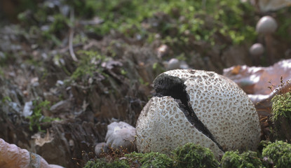 Obraz premium Common earthball mushroom