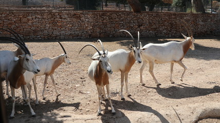 zoo safari