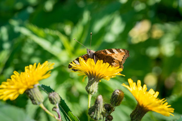 Beautiful butterfly hives gathers nectar from a dandelion flower in summer