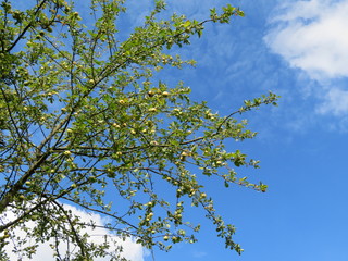 Apfelbaum