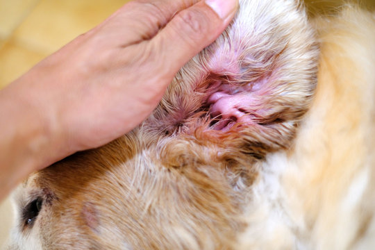 Close up golden retriever dog ear inflammation.
