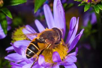 Close-up of a bee on a flower macrophotography