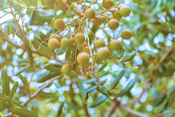 Longan on tree garden tropical fruits agriculture in Thailand