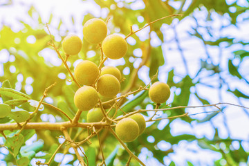 Longan on tree garden tropical fruits agriculture in Thailand