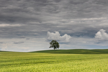 Minimalistic landscape with tree in the middle