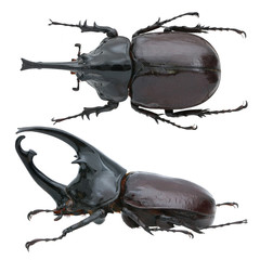 Augosoma centaurus-a rhinoceros beetle (Dynastinae) from africa