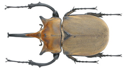 Megasoma elephas-a rhinoceros beetle (Dynastinae)