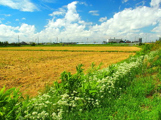 田圃の畔の韮の花咲く風景