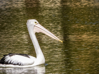 Pelican swimming