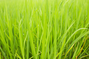 Fototapeta na wymiar Rice field with green rice. in asia