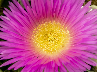 Obraz premium pink flower