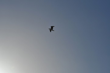 Flying seagull in the blue sky