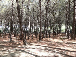 paysage forêt arbre pinède pin bois