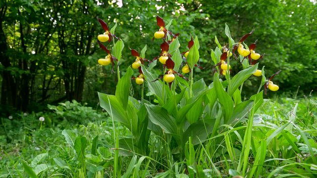 Lady's-slipper orchid (Cypripedium calceolus)