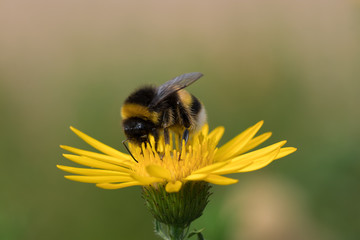 Drinking From the Sun