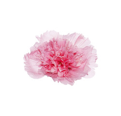 Pink beautiful rose flower isolated on white background for die cut with clipping path 