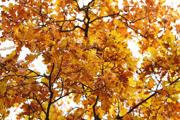 Naklejka na ściany i meble Autumn. Beautiful yellow maple in the forest