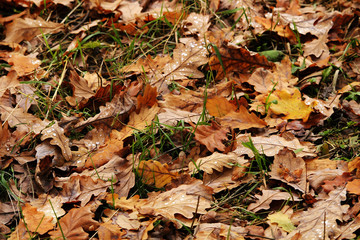 Autumn. Oak yellow leaf fallen grass with raindrops.