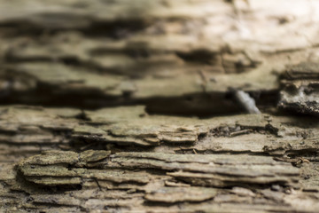 The texture of the tree has lain for many years in the open air