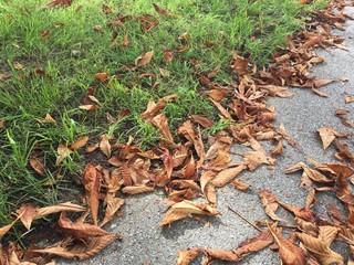 herbstlicher, mit Laub bedeckter weg