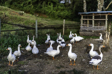 Gaggle of domestic geese near the coop in late afternoon. Rural farm in Kenya, Africa. Selective focus.