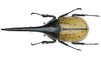 Dynastes hercules -a rhinoceros beetle (Dynastinae) - obrazy, fototapety, plakaty