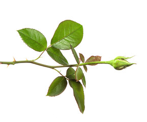 rose bud with foliage isolate on white background
